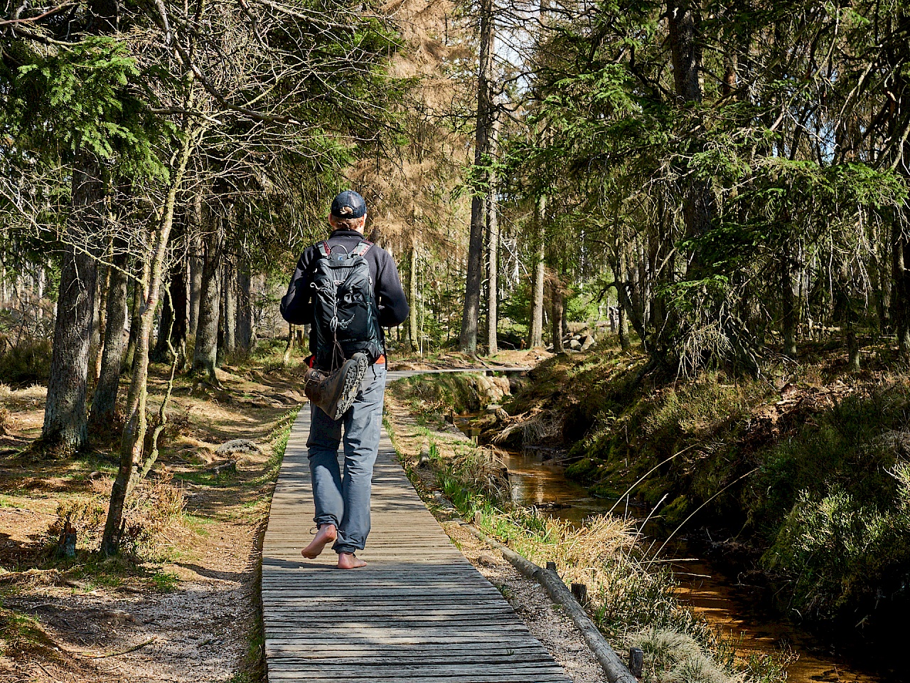 Spazieren durch das Torfhaus-Moor im Harz