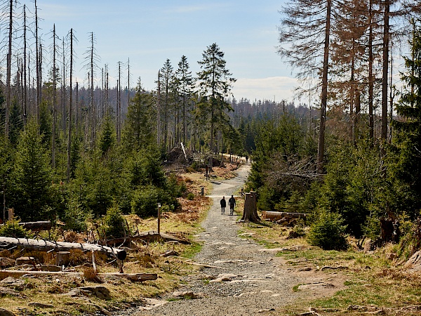 Das Torfhausmoor im Harz