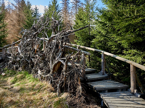 Auf dem WaldWandelweg im Torfhausmoor