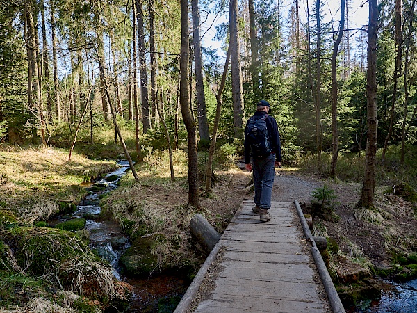 Waldabschnitt auf dem Weg zur Wolfswarte