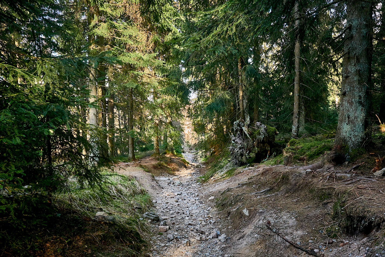 Waldweg zur Wolfswarte