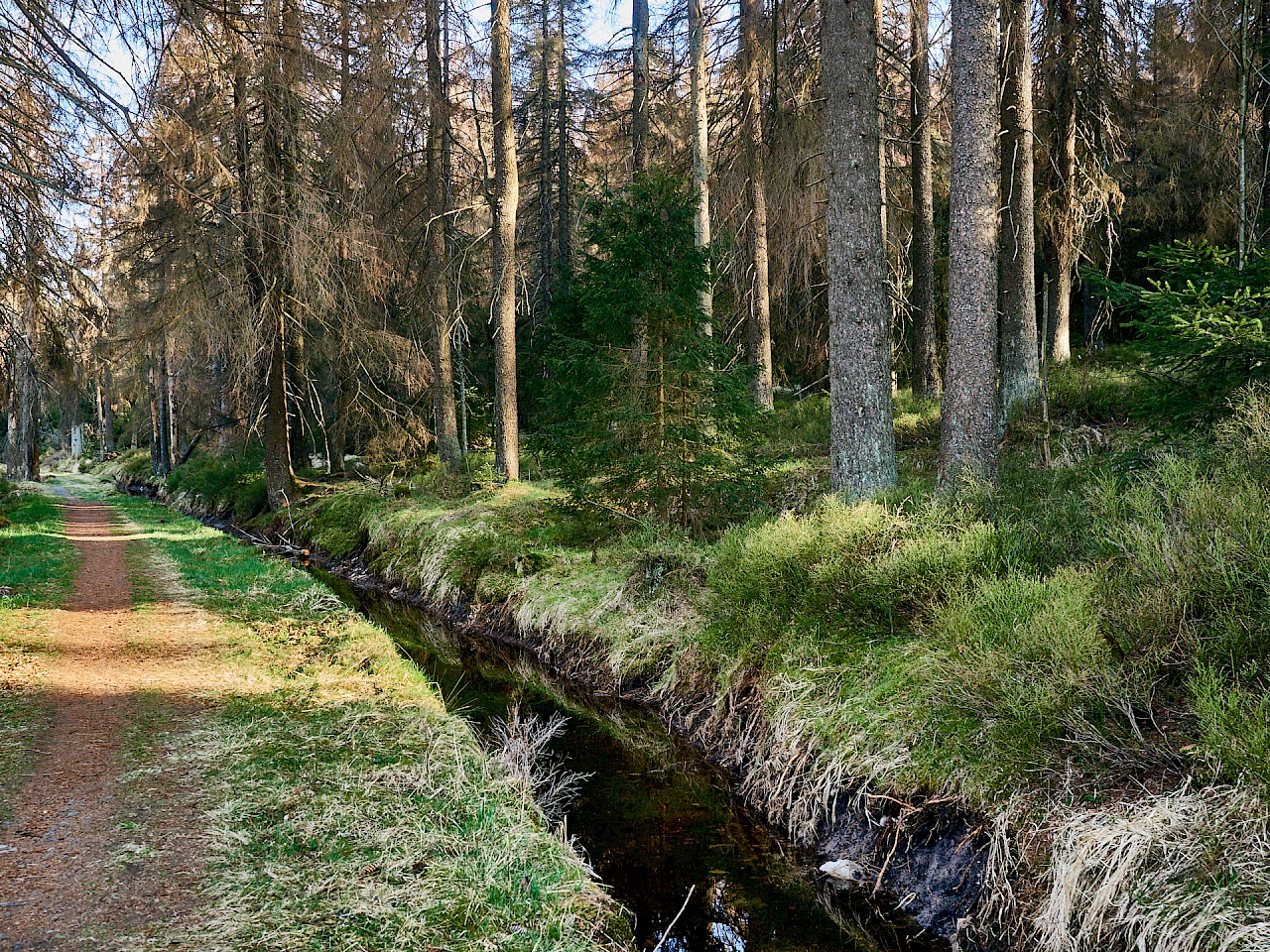 Auf dem Weg zur Wolfswarte im Harz