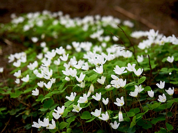 Blumen auf dem Liebesbankweg