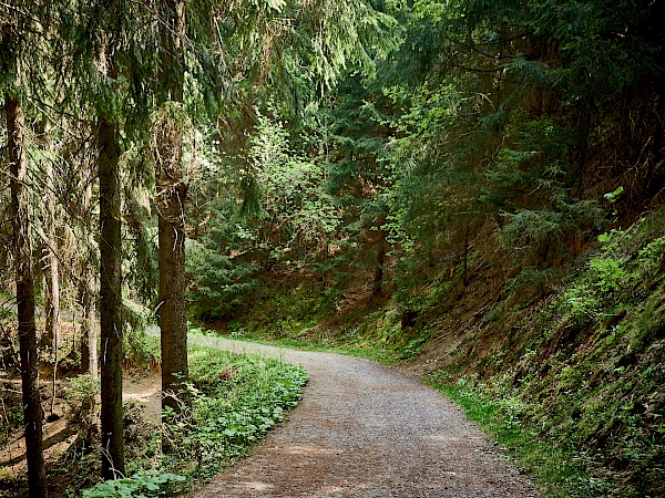 Waldabschnitt auf dem Liebesbankweg in Hahnenklee