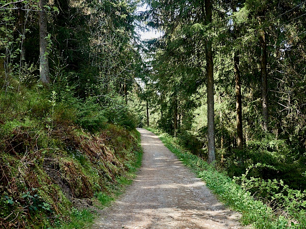 Waldabschnitt auf dem Liebesbankweg in Hahnenklee