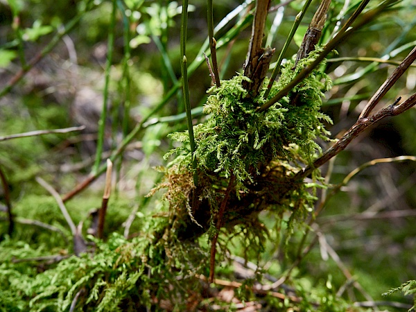 Moosbewachsener Wald