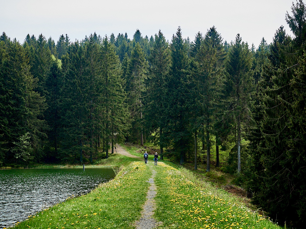 Ein Teich des Oberharzer Wasserregals