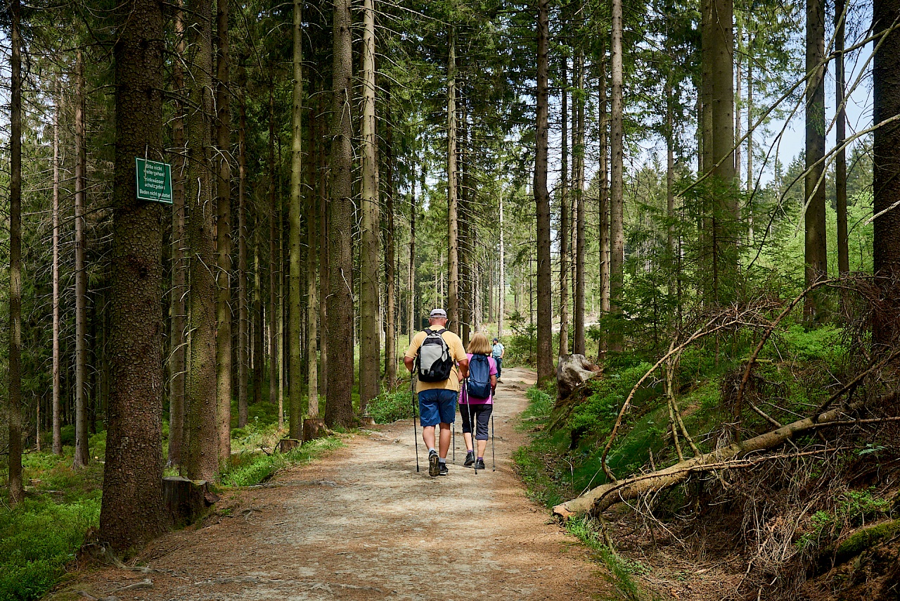 Waldabschnitt an Teichen auf dem Liebesbankweg vorbei