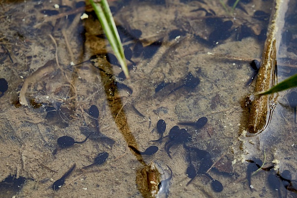 Kaulquappen in einem Teich am Liebesbankweg