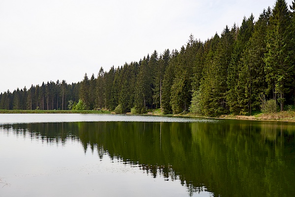 Ein Teich des Oberharzer Wasserregals am Liebesbankweg