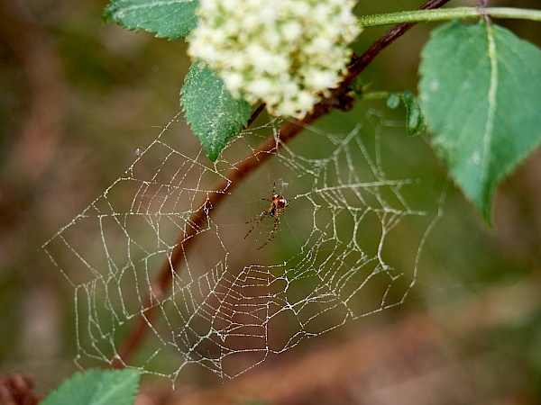 Spinnennetz auf dem Liebesbankweg