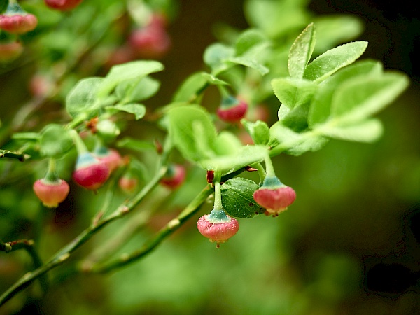 Heidelbeeren auf dem Liebesbankweg