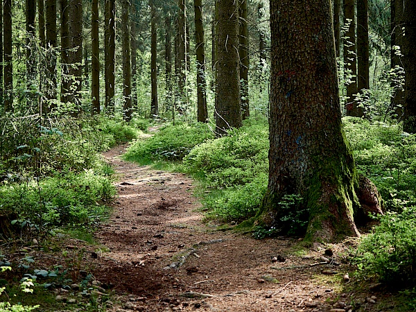 Mystische Stimmung auf dem Liebesbankweg