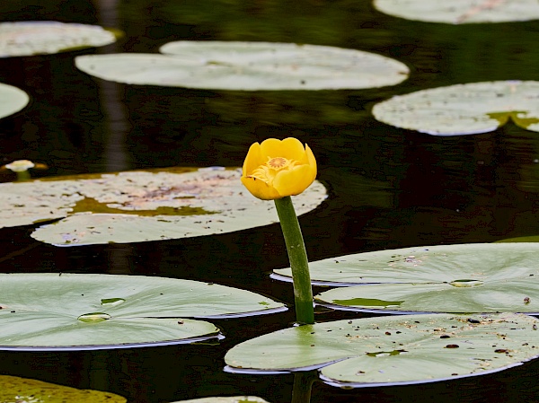 Gelbe Teichrosen auf der Mecklenburgischen Seenplatte