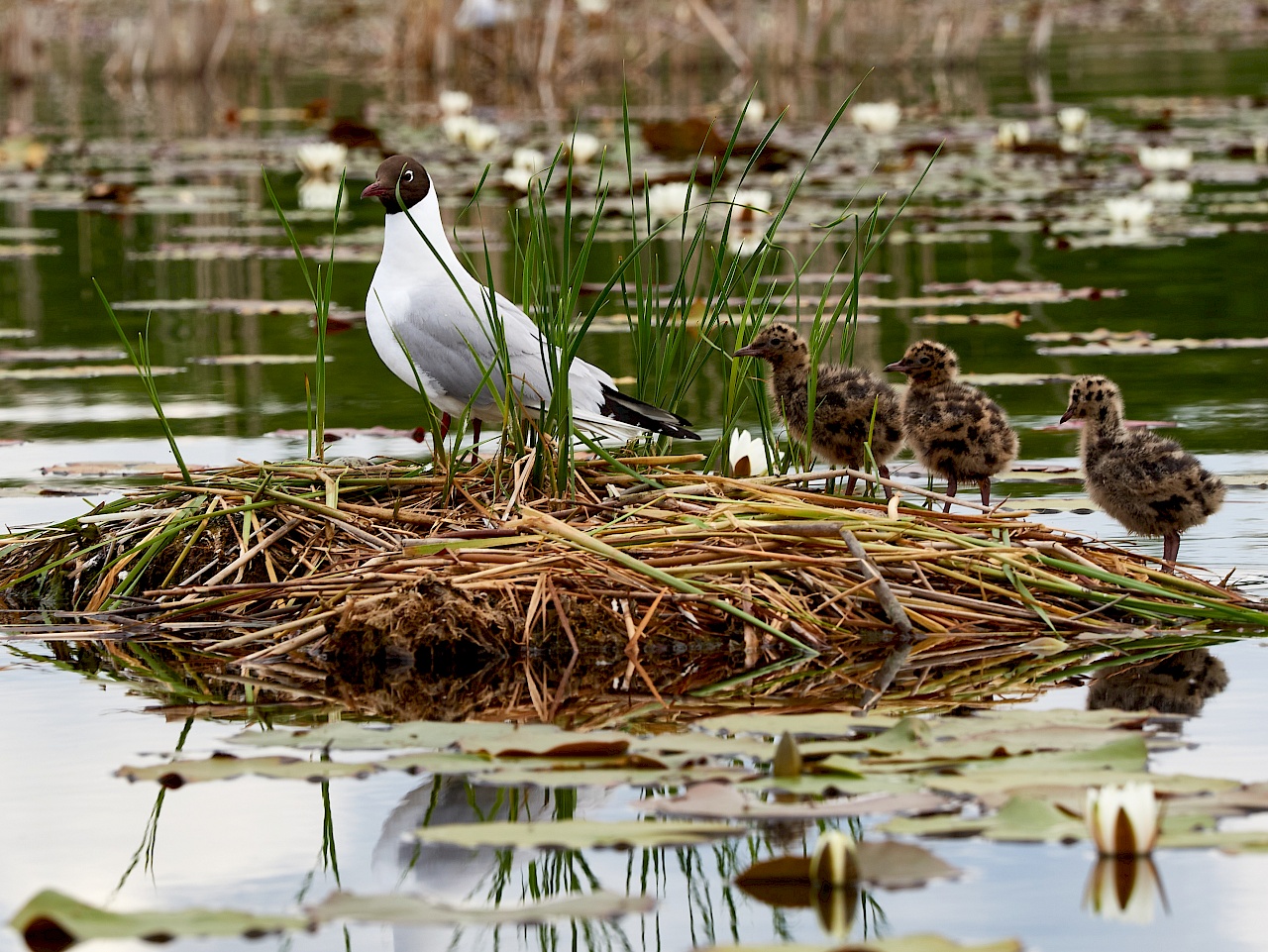 Möwennest auf der Mecklenburgischen Seenplatte