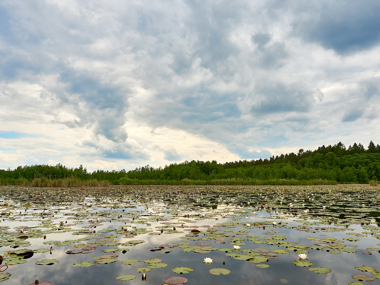 Das Seerosenparadies auf der Mecklenburgischen Seenplatte