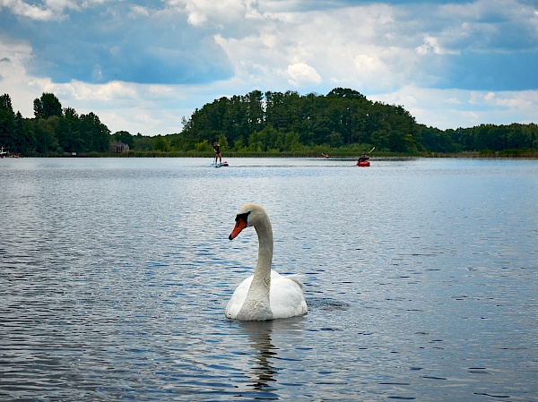 Ein Schwan auf der Mecklenburger Seenplatte