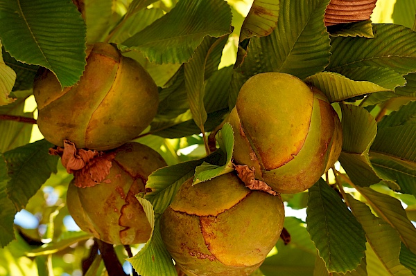 Früchte auf Puerto Rico