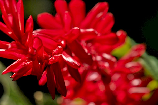 Farbige Pflanzen im Botanischen Garten in San Juan