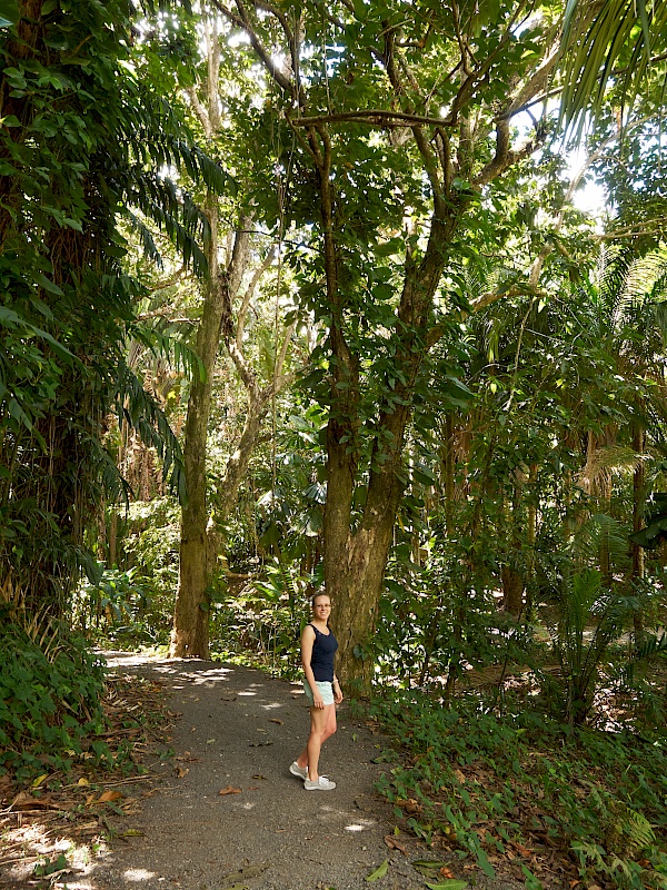 Große Bäume im Botanischen Garten in San Juan