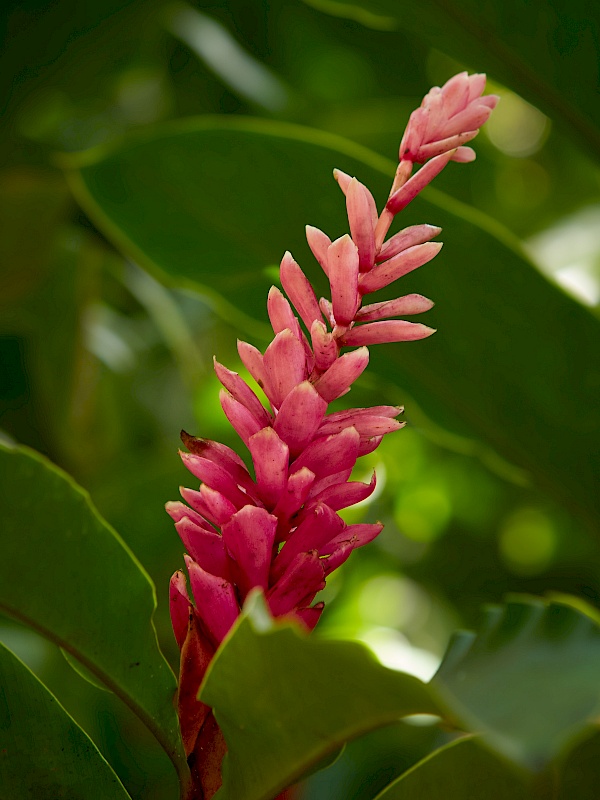 Blumen im Botanischen Garten in San Juan