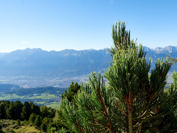 Die Zirbe auf dem Zirbenweg