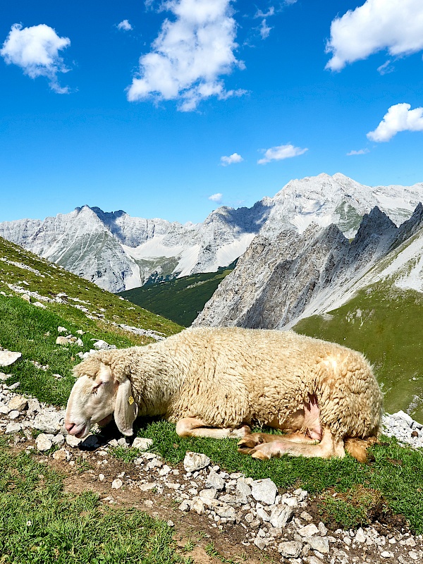 Entspannte Schafe auf dem Goetheweg