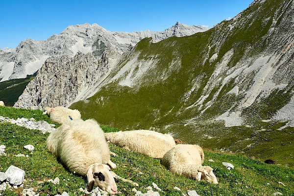 Ein Nickerchen auf dem Wanderweg