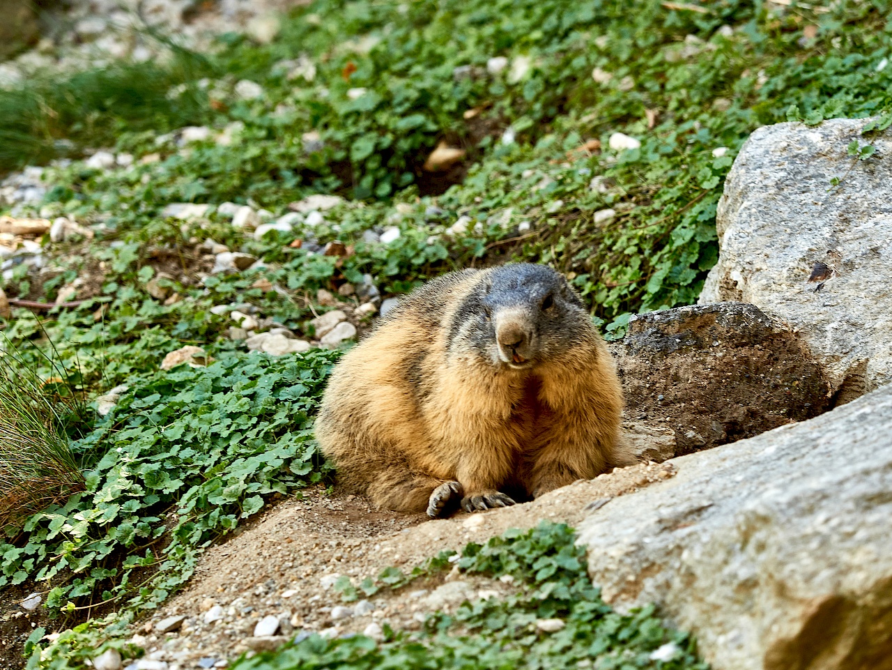 Murmeltier im Alpenzoo in Innsbruck