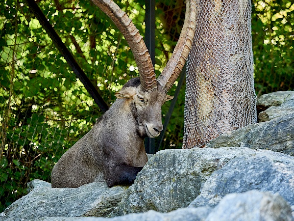 Ein Steinbock im Alpenzoo