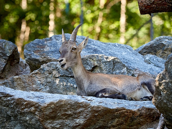 Eine Gämse im Alpenzoo