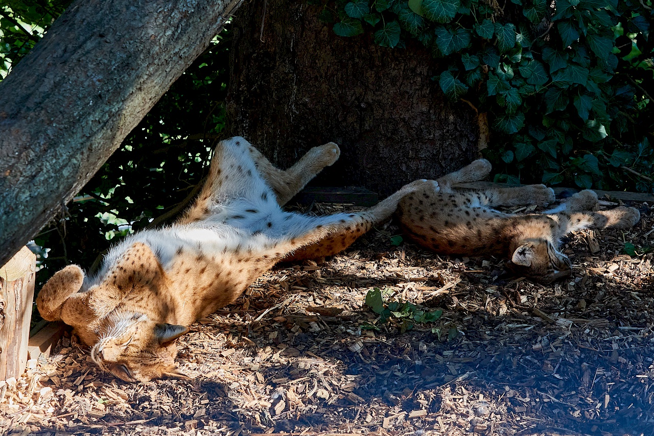 Ein Luchs und sein Junges ganz entspannt im Alpenzoo