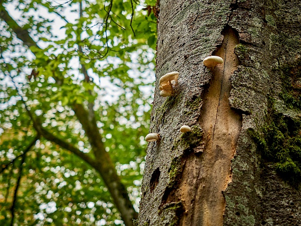 Wandern durch den Wald auf der DonauWelle Eichfelsen-Panorama