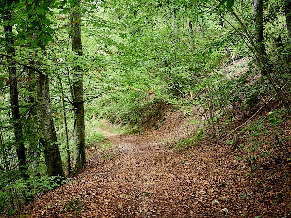 Beginn der Wanderung Eichfelsen-Panorama durch den Wald