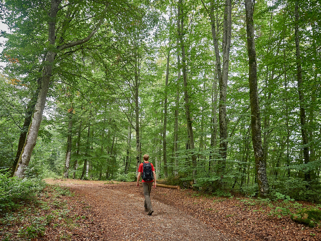 Unterwegs auf dem Premiumwanderweg DonauWelle Eichfelsen-Panorama