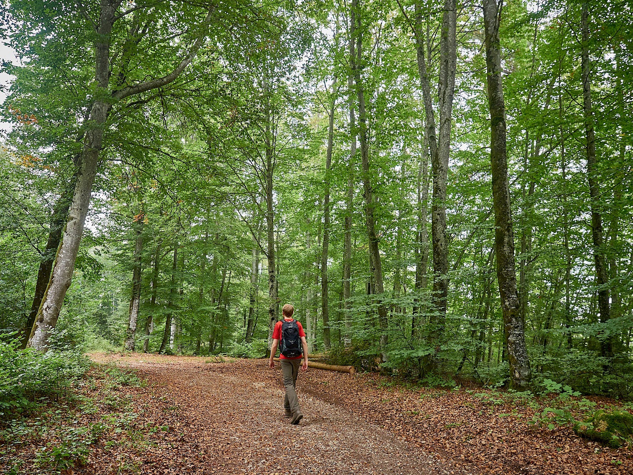 Unterwegs auf dem Premiumwanderweg DonauWelle Eichfelsen-Panorama