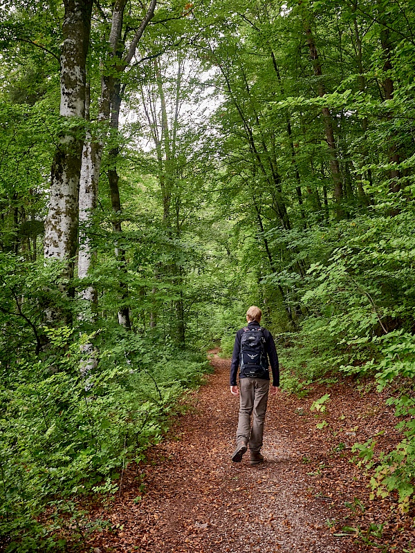 Wandern auf der DonauWelle Eichfelsen-Panorama