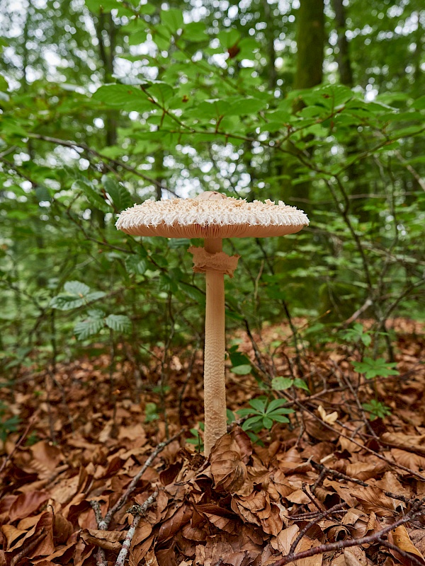 Pilze auf dem Wanderweg Eichfelsen-Panorama