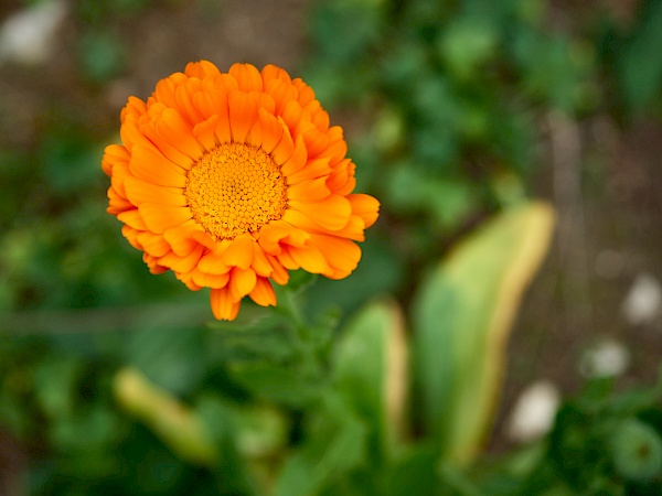 Blumen auf der DonauWelle Eichfelsen-Panorama