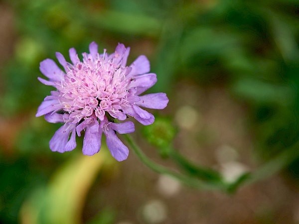 Blumen auf der DonauWelle Eichfelsen-Panorama