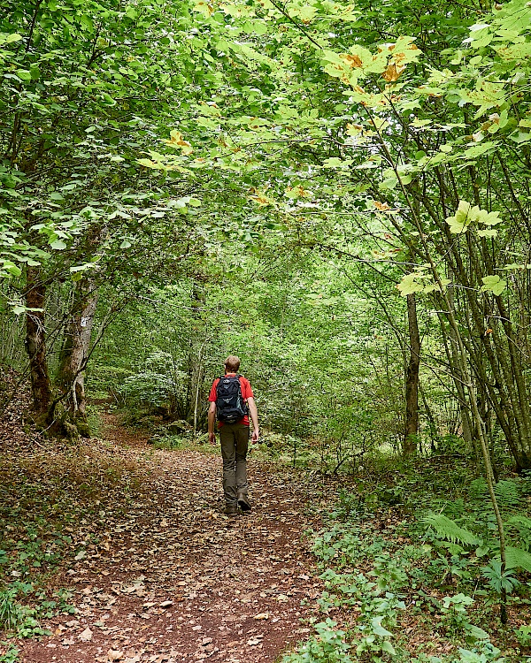 Wunderschöne Waldabschnitte auf dem Weg zur Burg Wildenstein