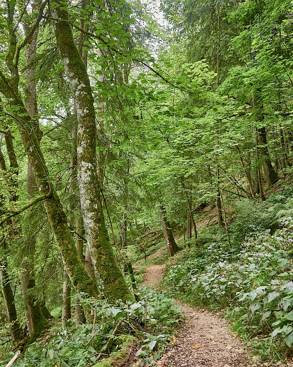 Wunderschöne Waldabschnitte auf dem Weg zur Burg Wildenstein