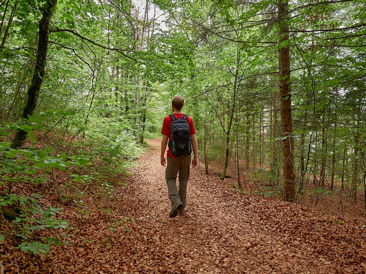 Wald und Idylle pur im Donaubergland