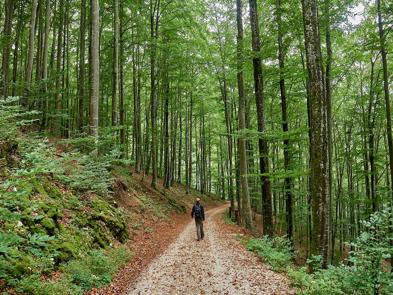 Wandern durch stille Wälder auf der DonauWelle Eichfelsen-Panorama