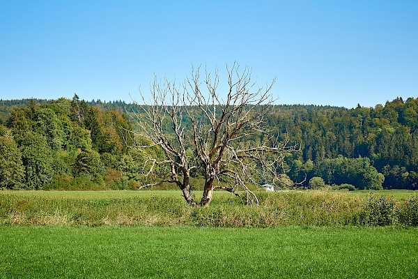 Landschaften an der DonauWelle Donauversinkung