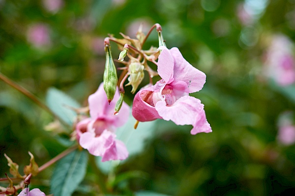 Blumiges auf der DonauWelle