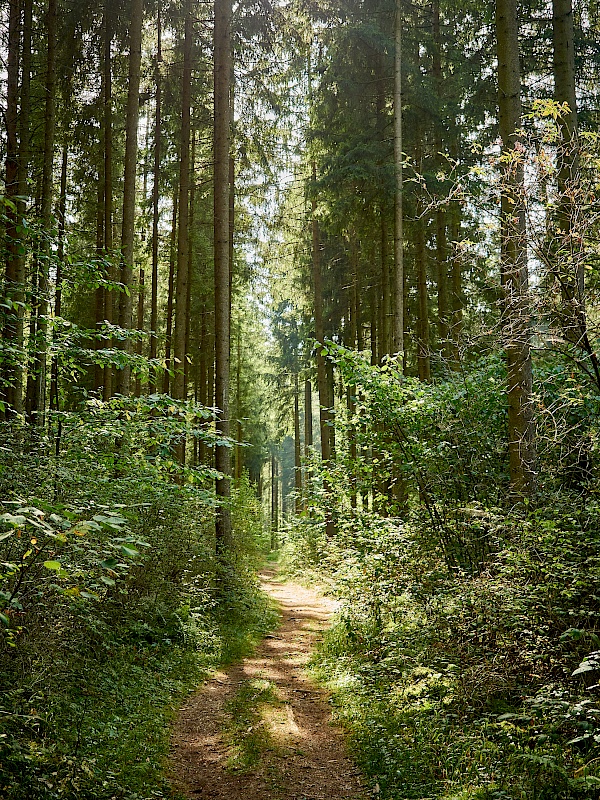 Durch einsame Wälder - DonauWelle Donauversinkung