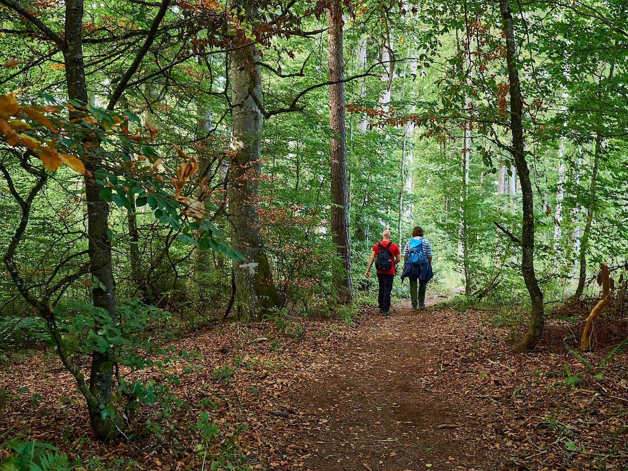 Durch einsame Wälder - DonauWelle Donauversinkung