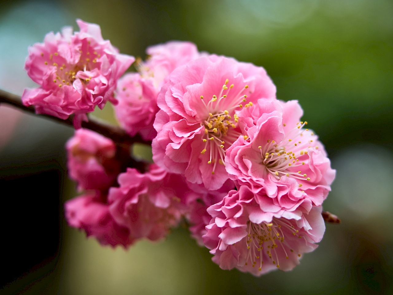 Die Kirschblüte im Shoren-in in Kyoto