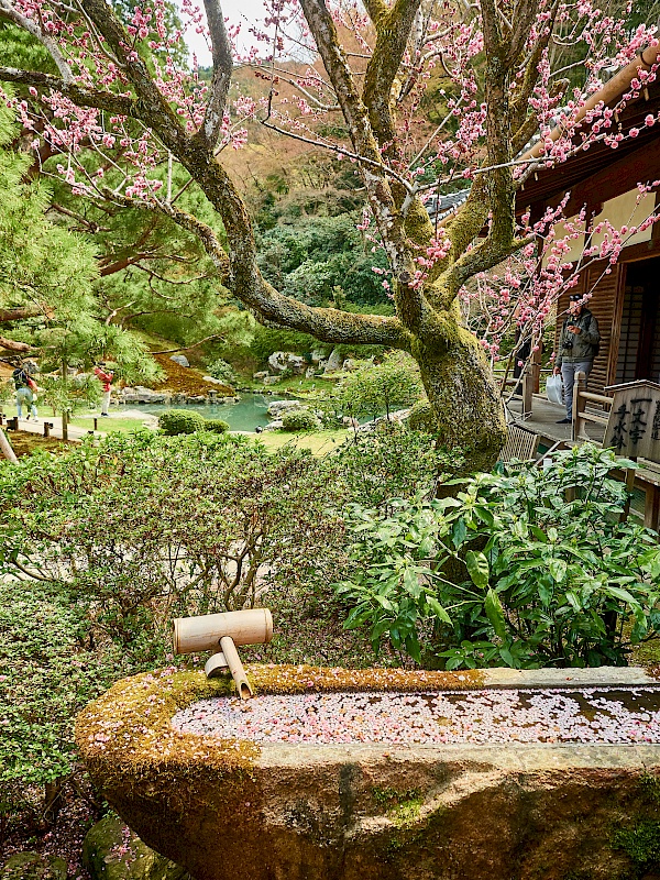 Im Garten des Shoren-in in Kyoto